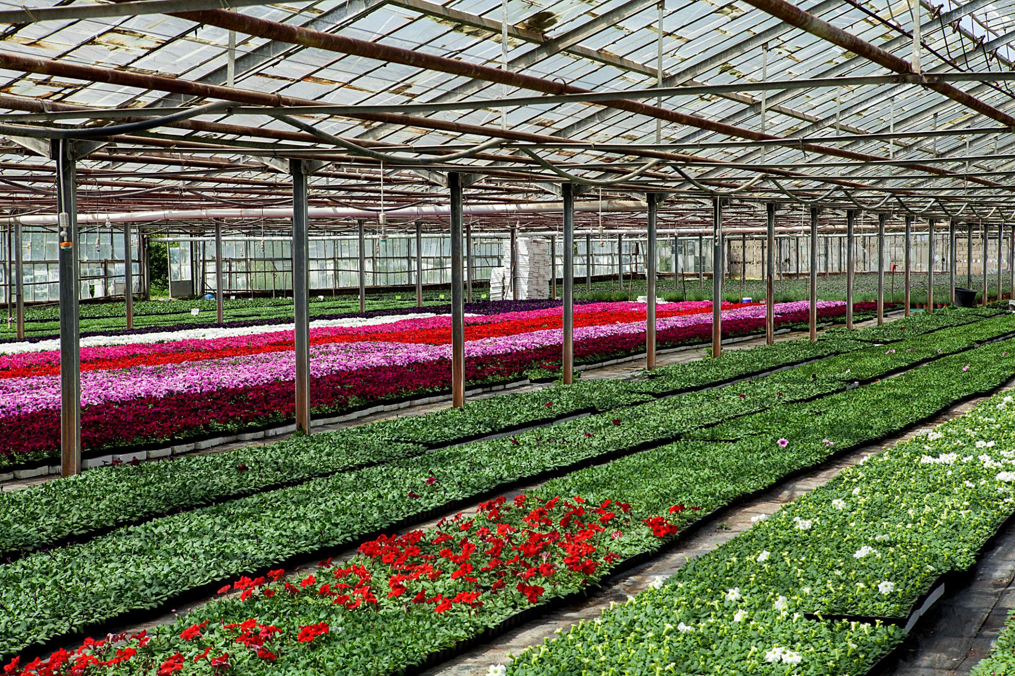 Floriculture