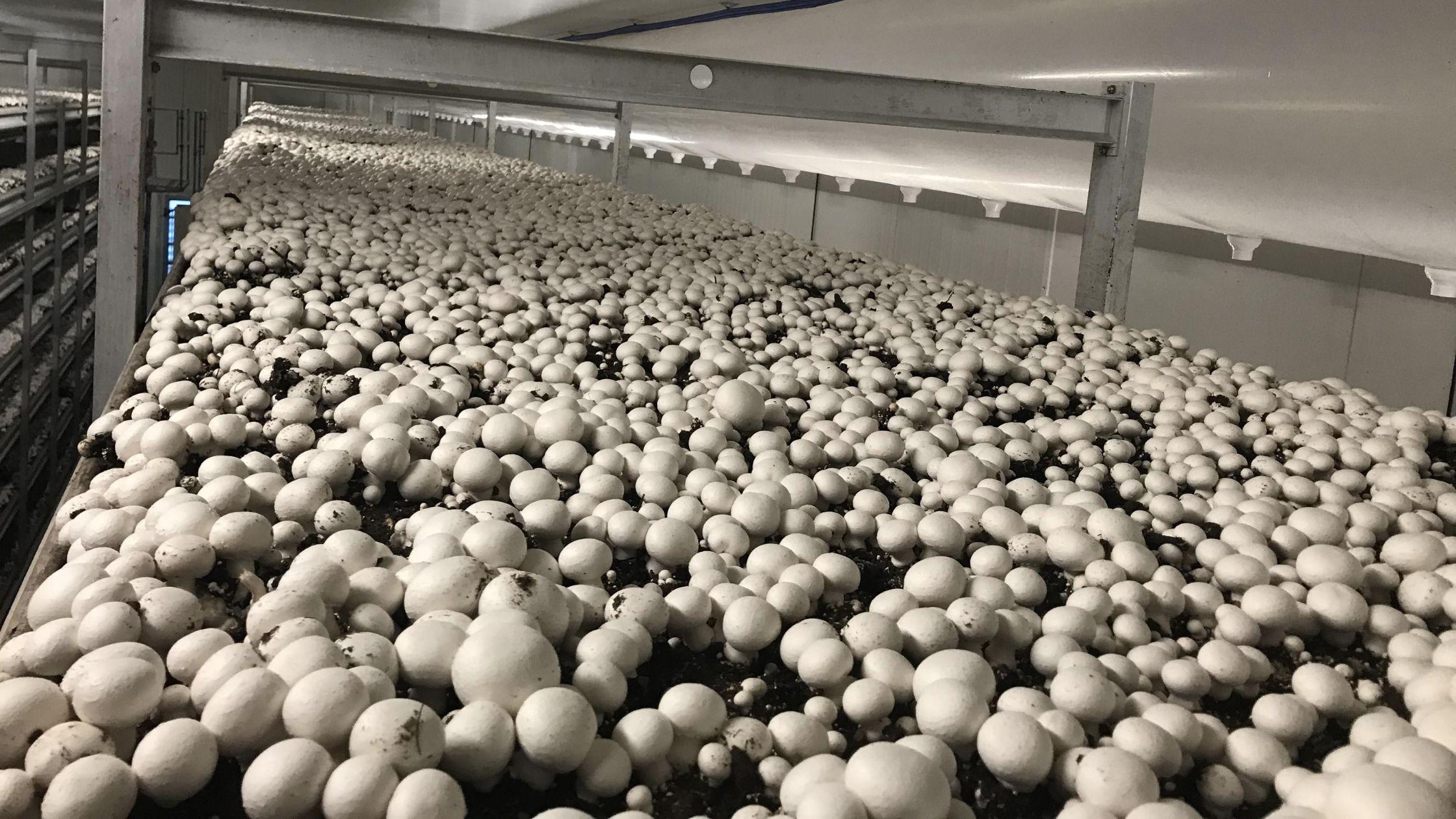 Mushroom Cultivation