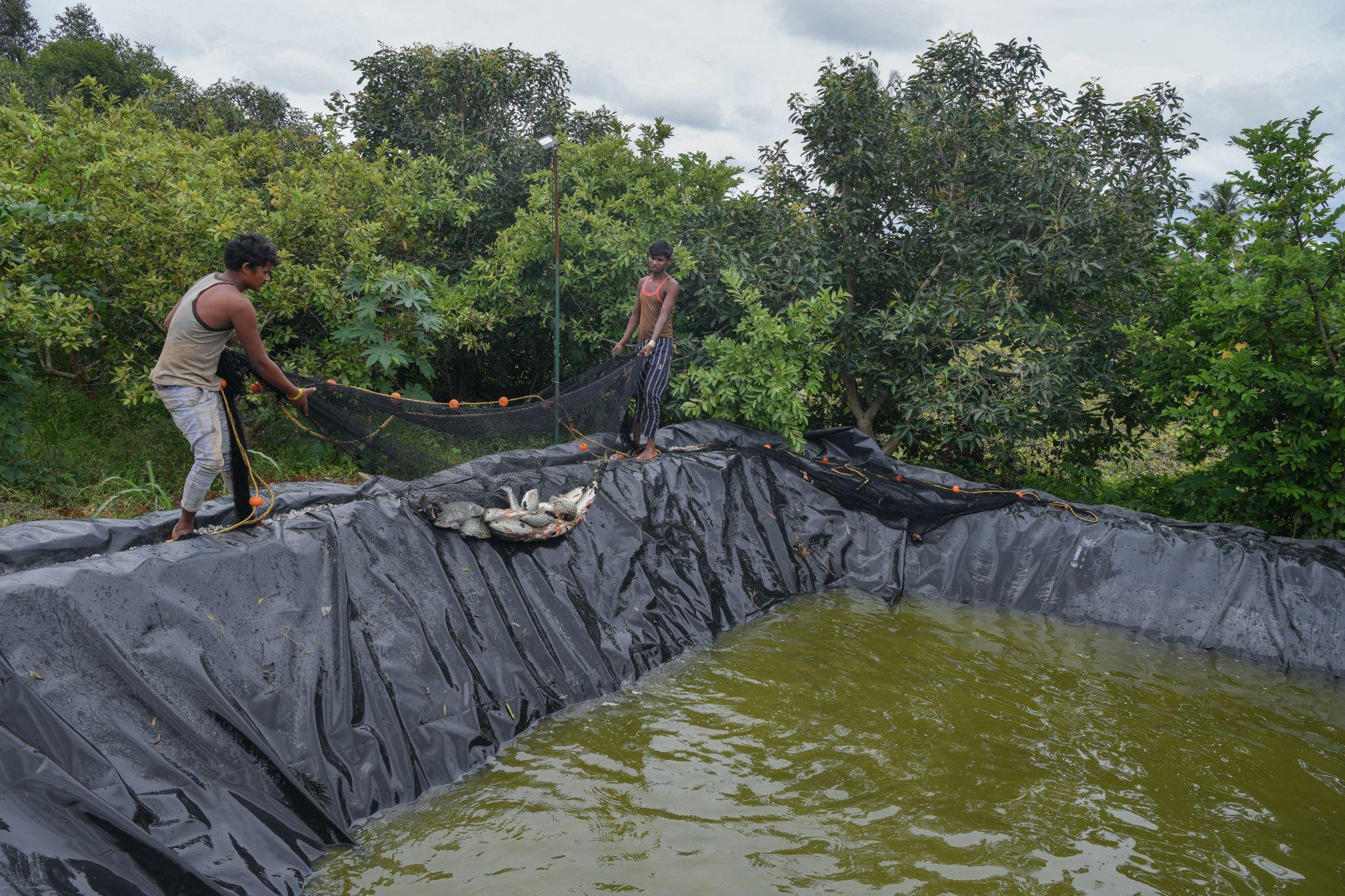 Fish Farming