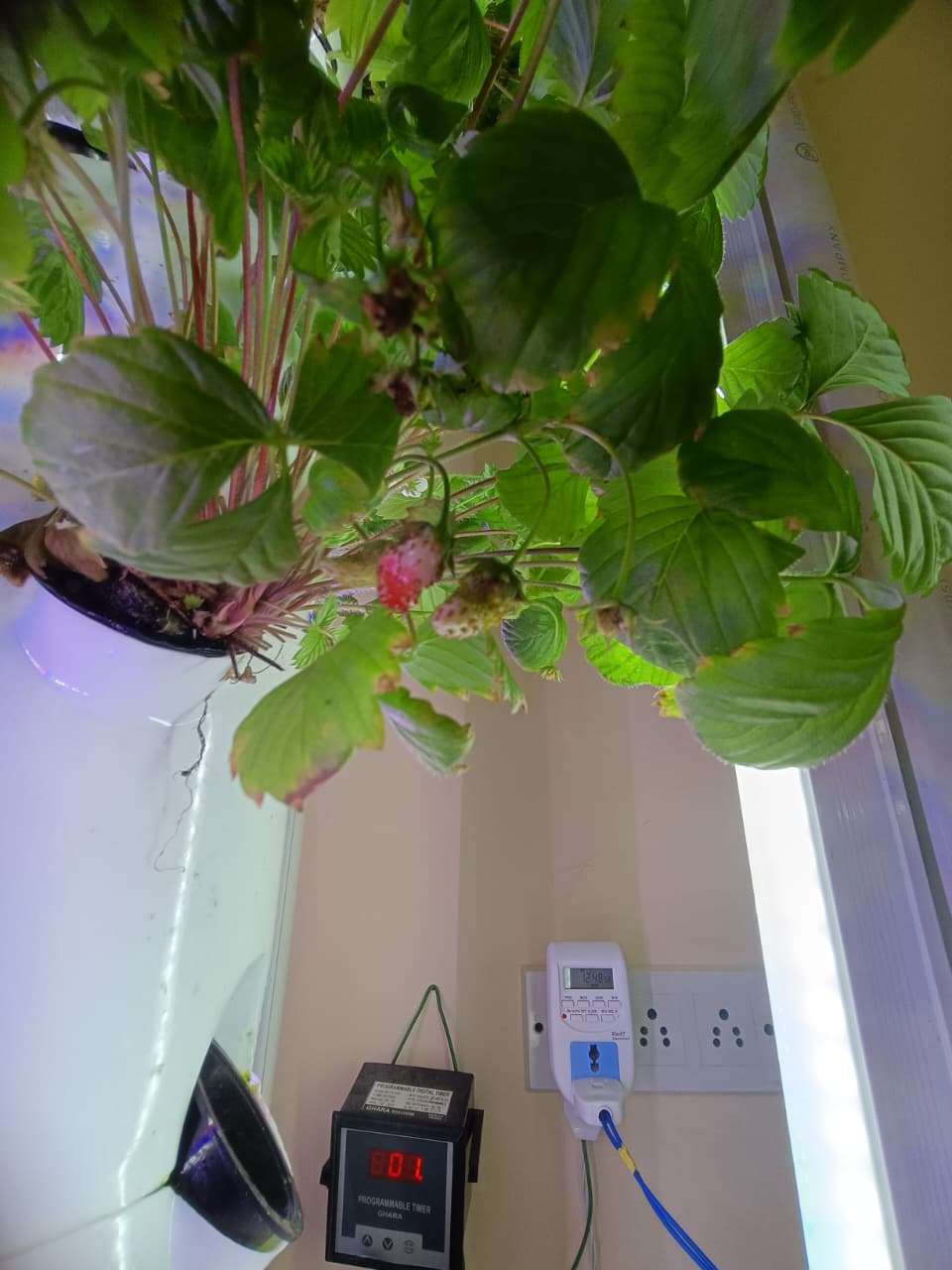 Strawberry — Aeroponic System