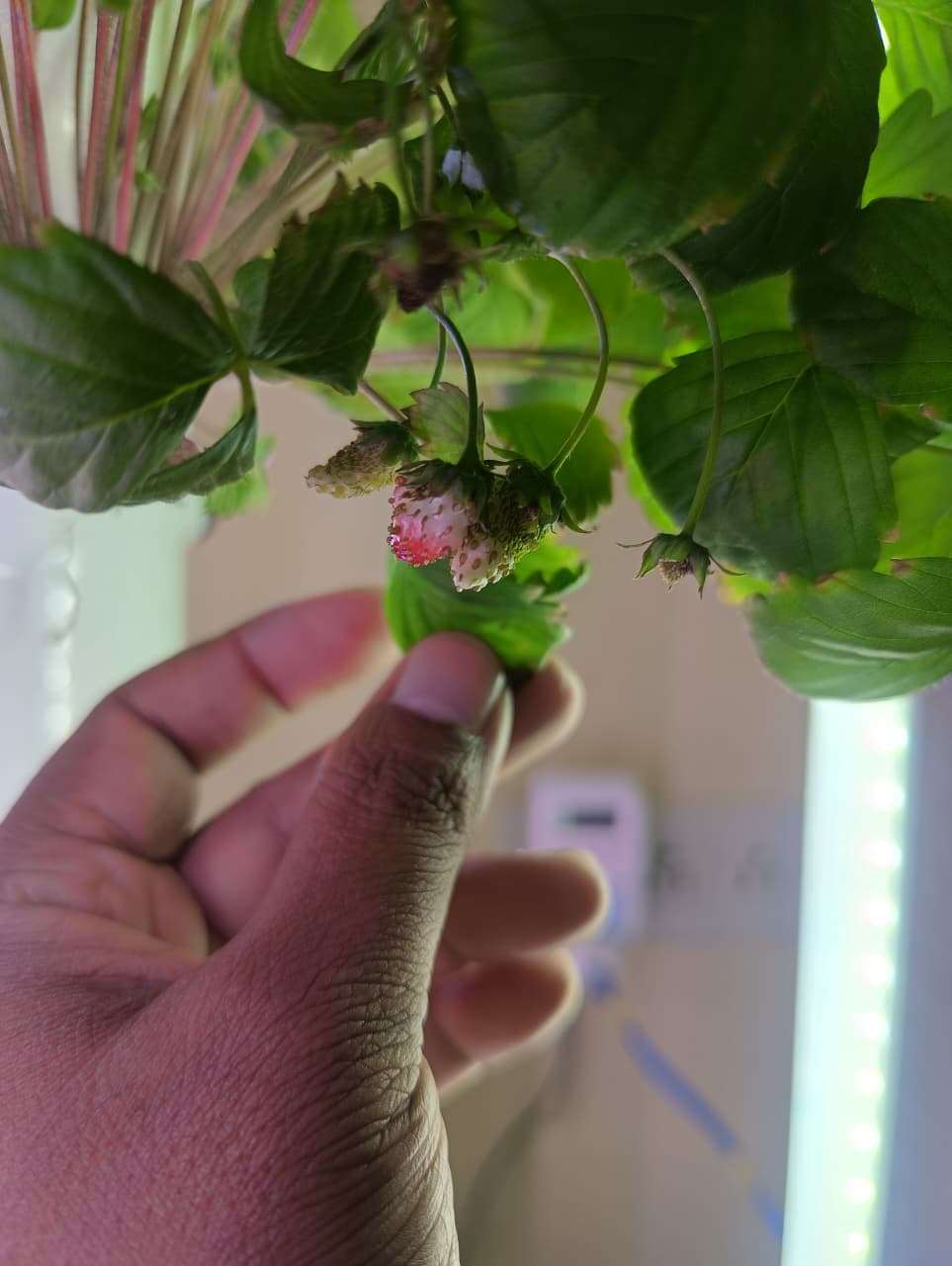 Aeroponic Growing Unit