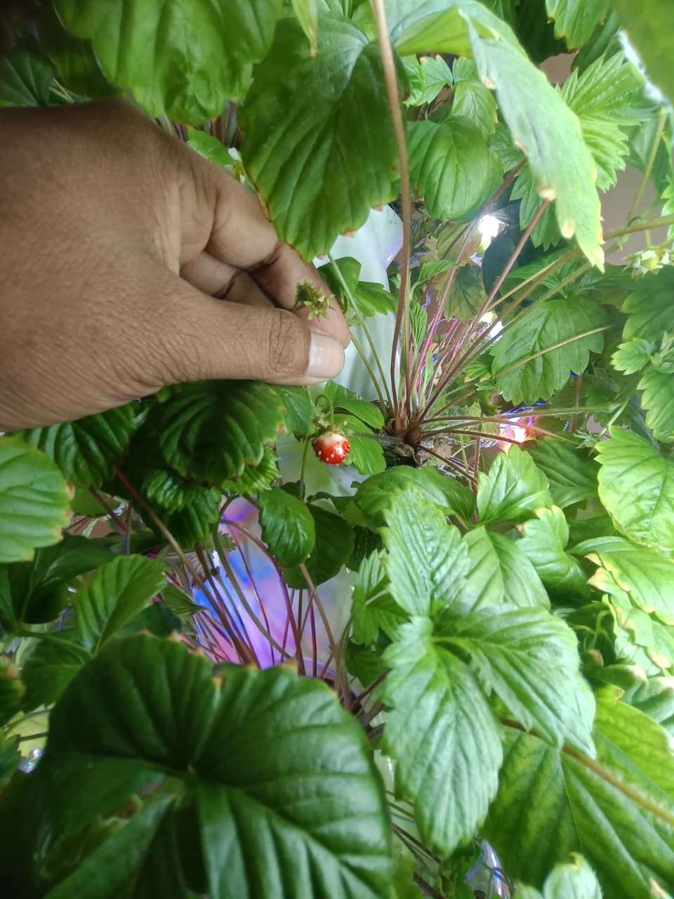 Aeroponic Root Inspection