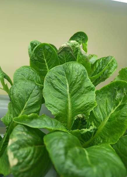 Hydroponic Lettuce — LED Lights