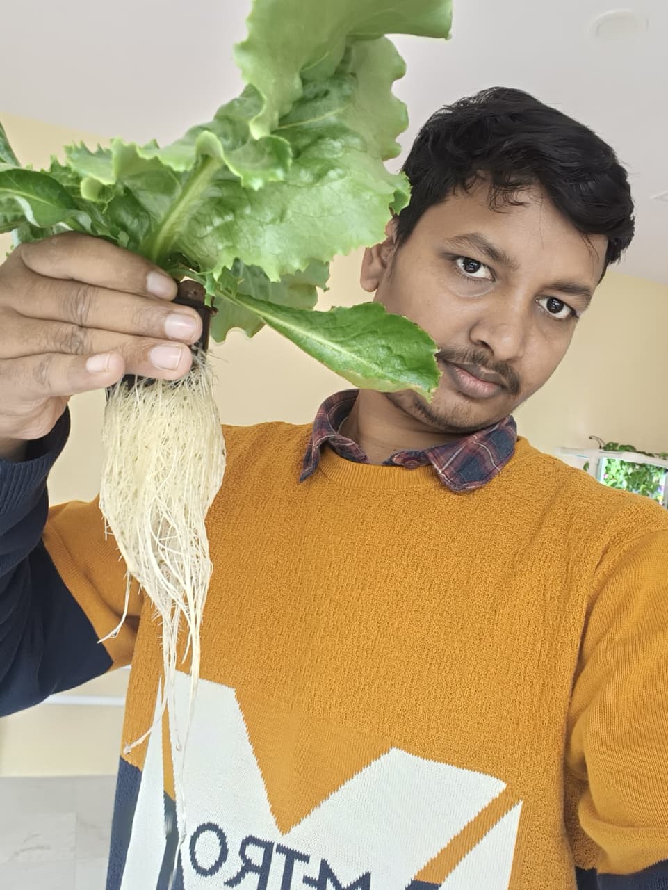 Hydroponic Lettuce — LED Lights
