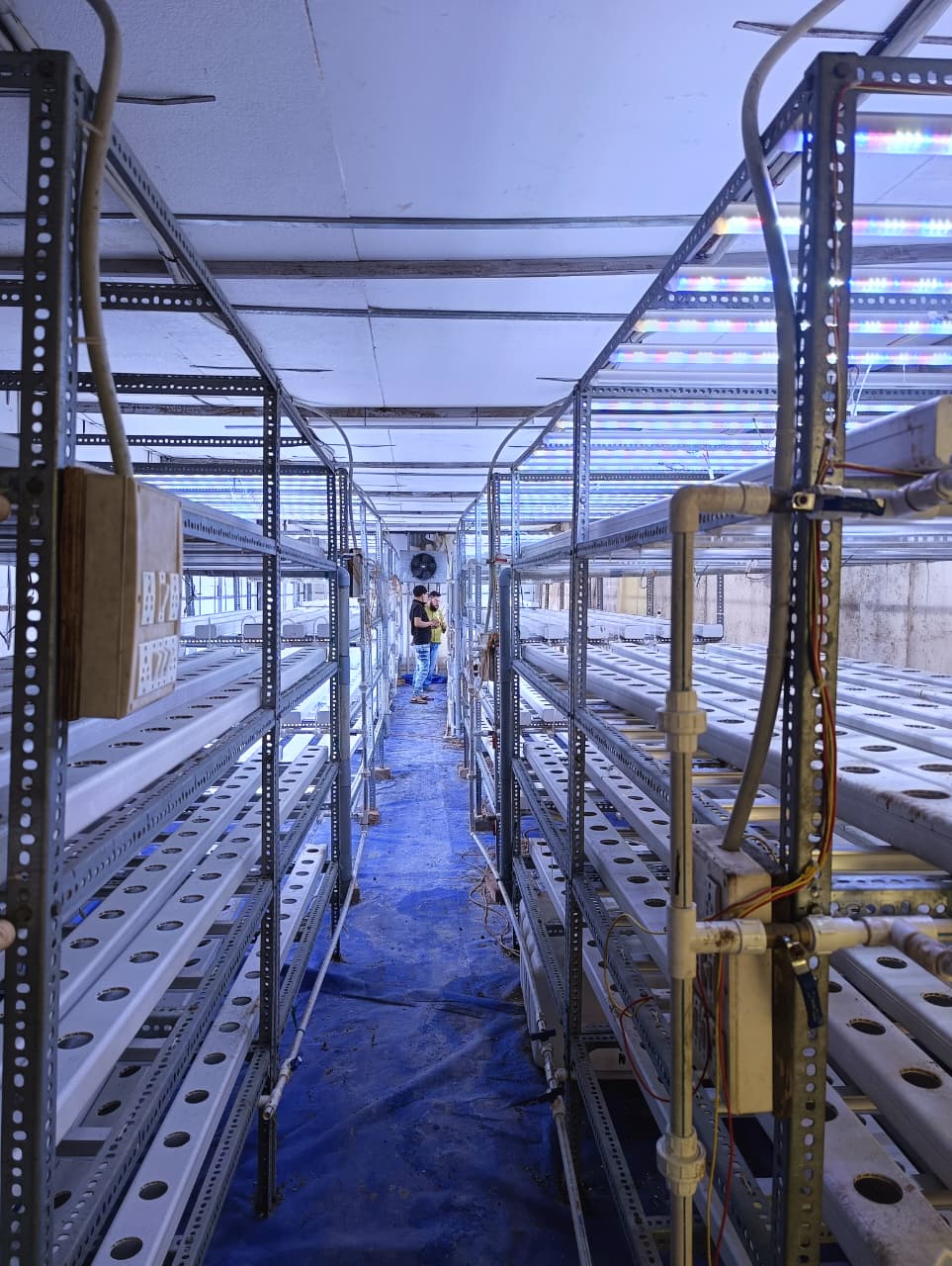 Hydroponic Lettuce — LED Lights