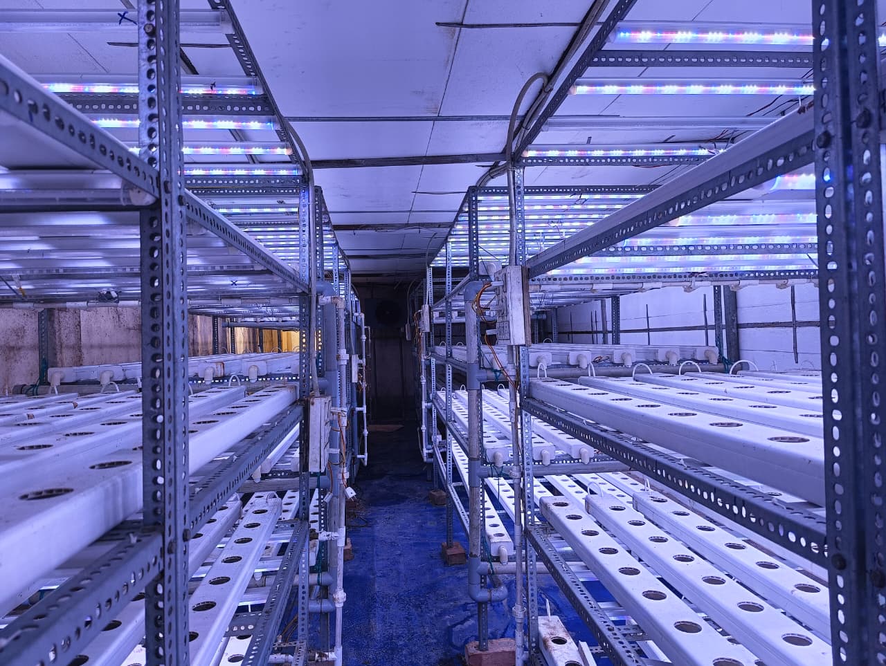 Hydroponic Lettuce — LED Lights