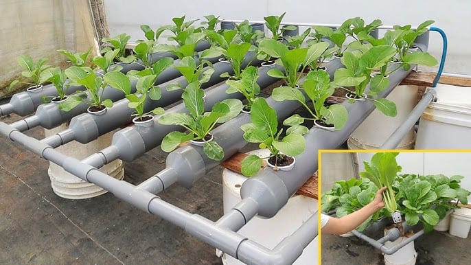 Hydroponic Lettuce — LED Lights