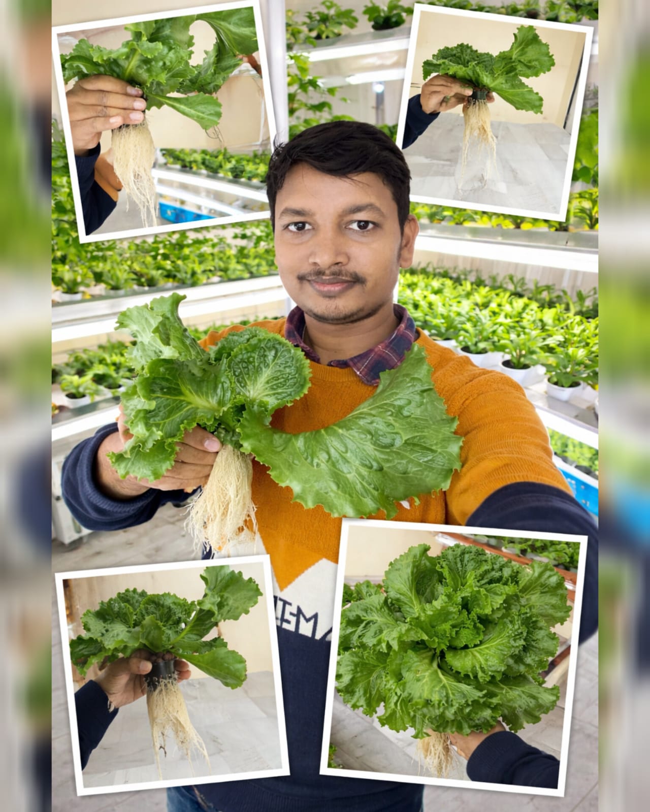Hydroponic Lettuce — LED Lights