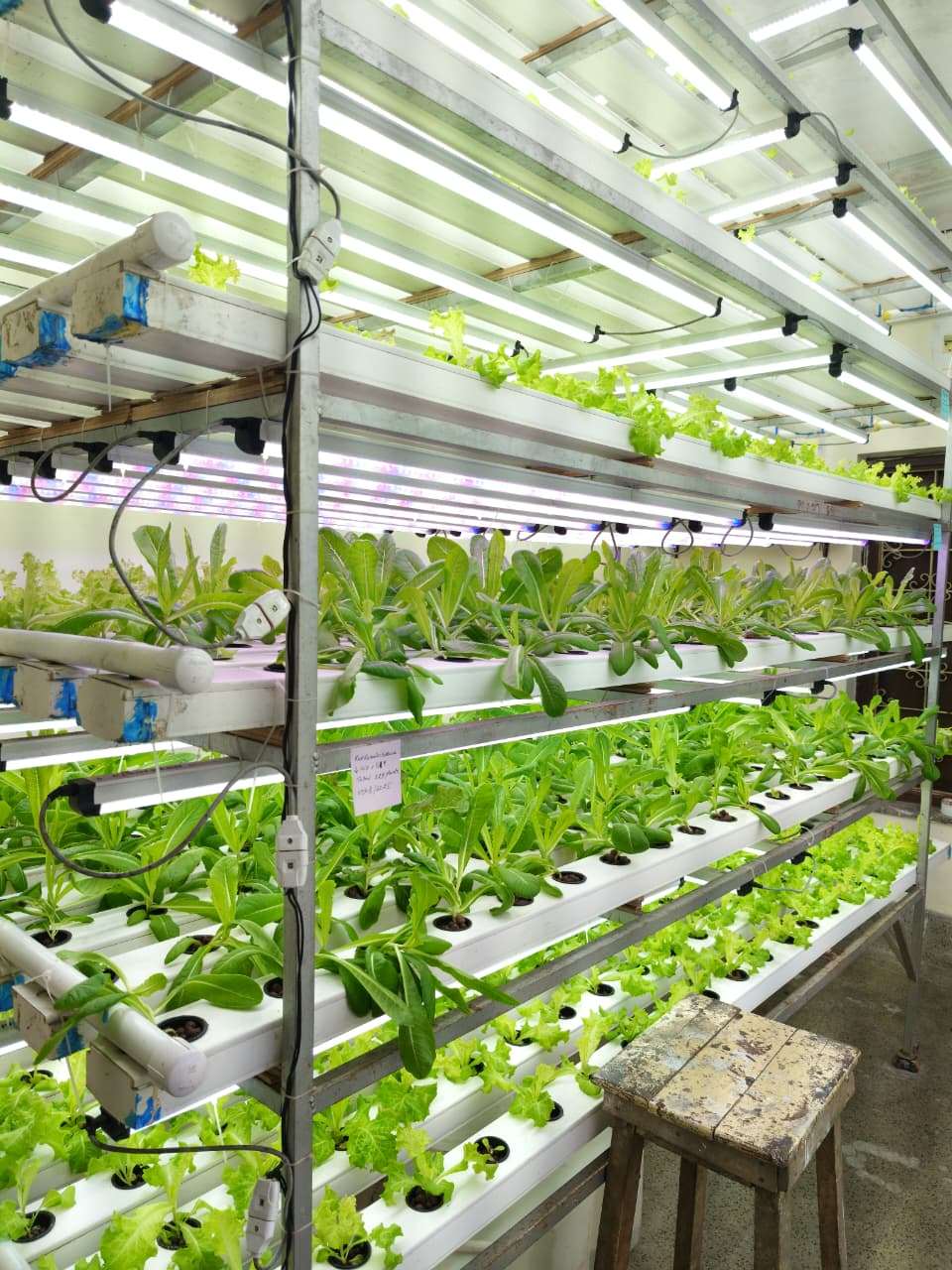 Multi-Tier Vertical Hydroponic Setup