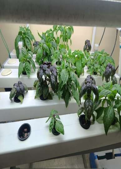 Hydroponic Lettuce — LED Lights