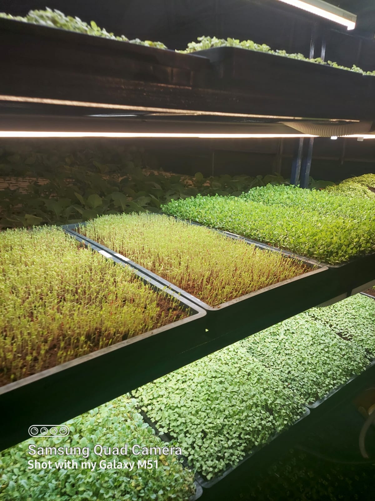 Microgreens Production Setup