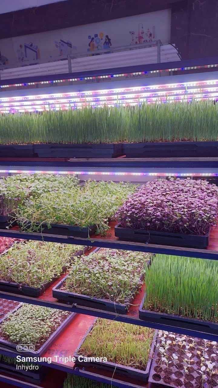 Microgreens Production Setup