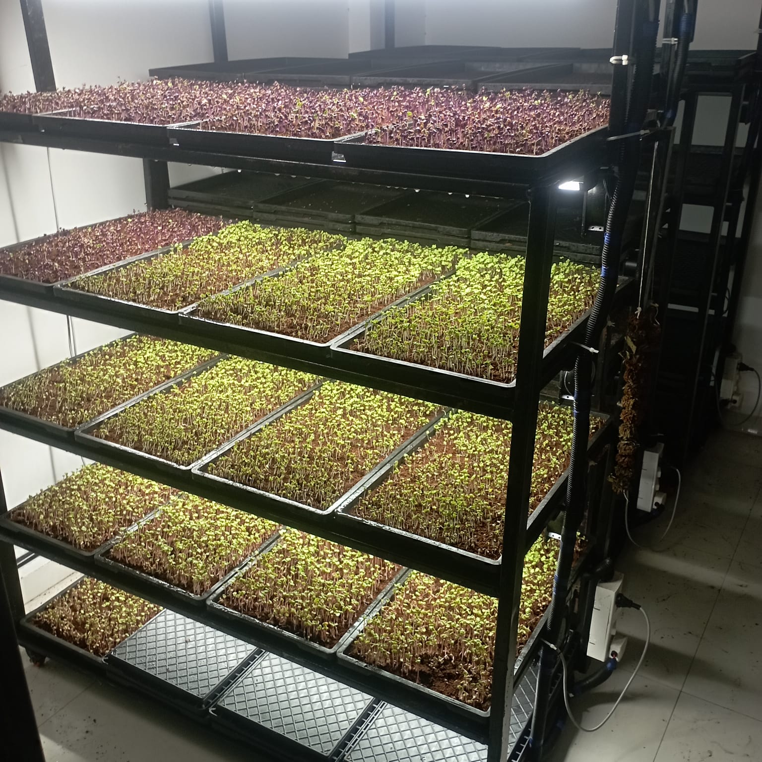 Microgreens Production Setup