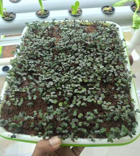 Microgreens — Seedling Stage