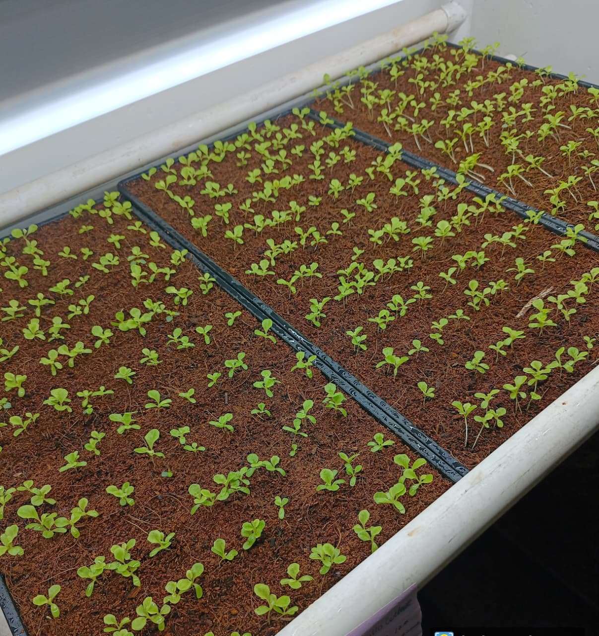 Microgreens Harvest Tray