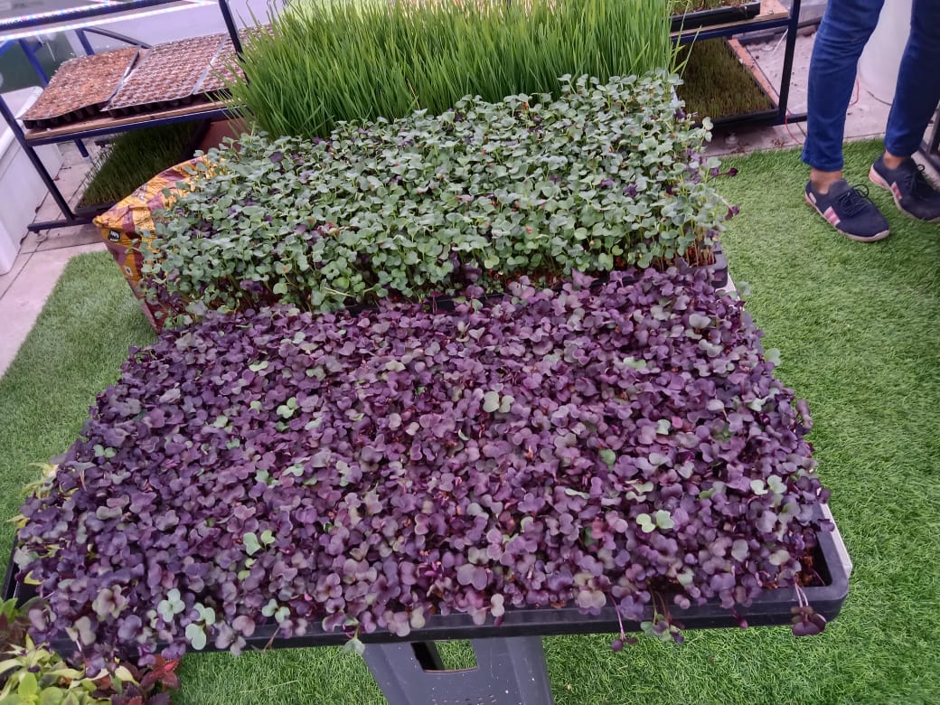 Microgreens Production Setup