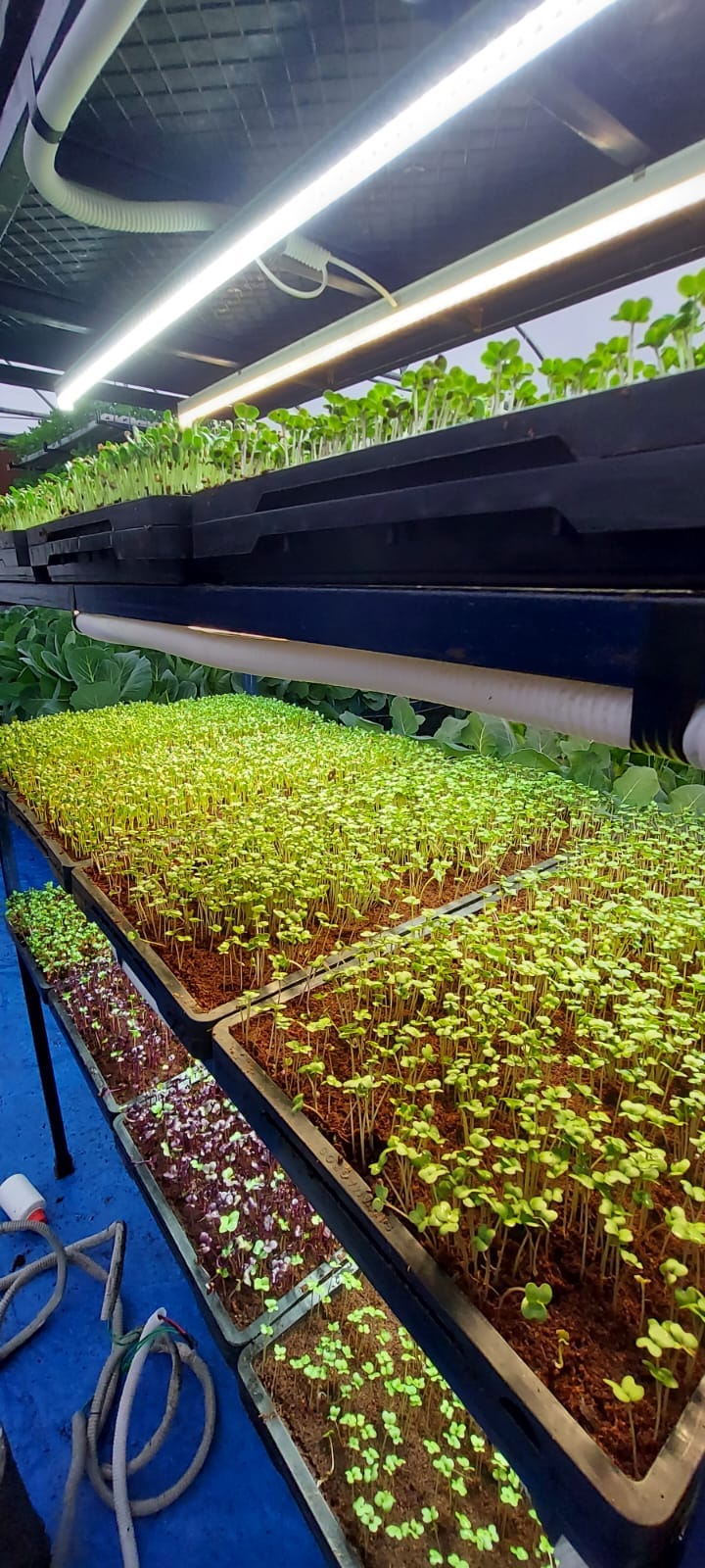 Microgreens Production Setup