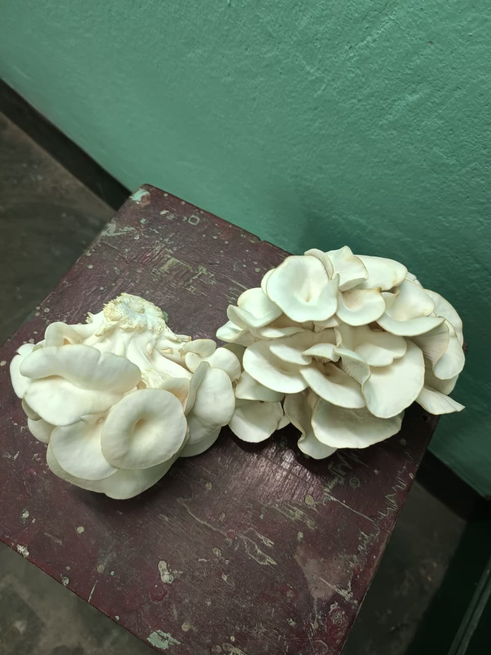 Mushroom Harvest