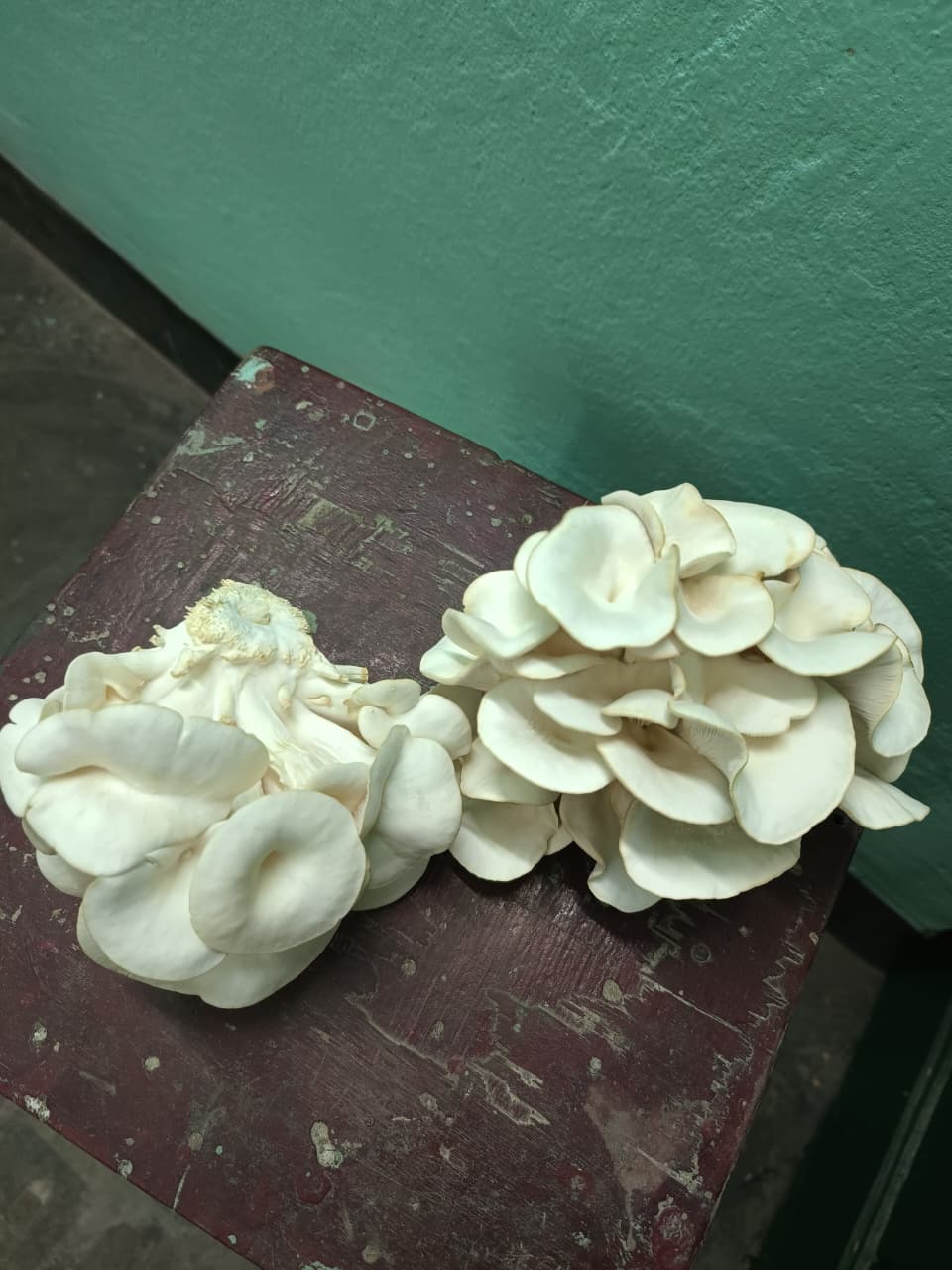 Mushroom Harvest