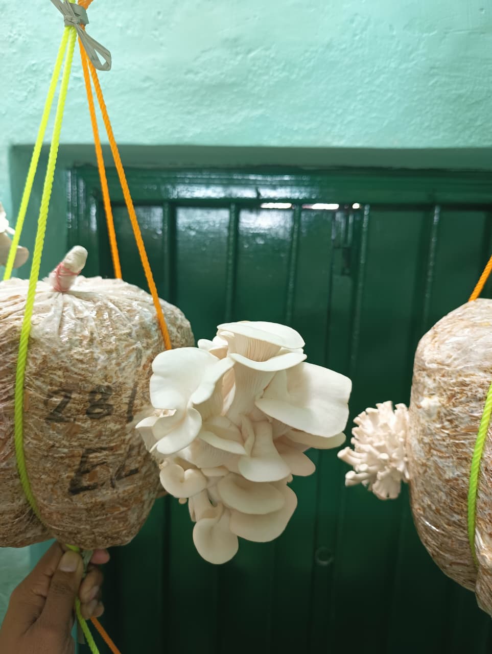 Mushroom Harvest