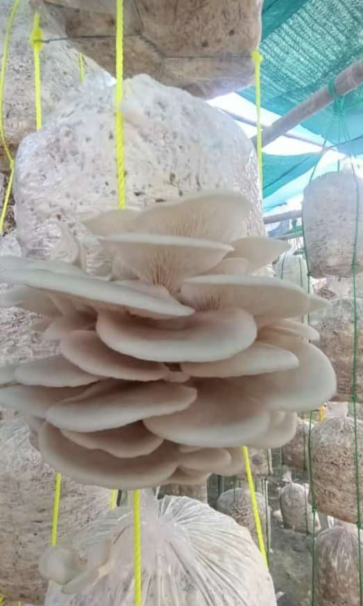 Mushroom Harvest