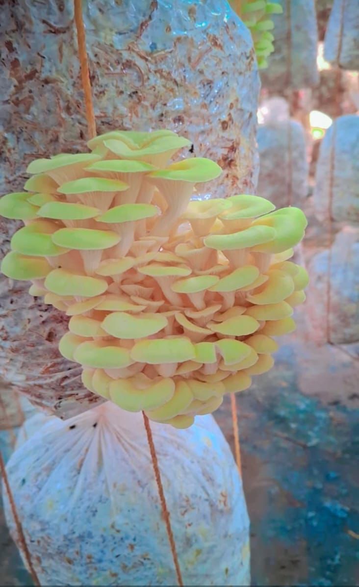 Mushroom Harvest
