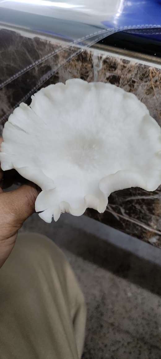Oyster Mushroom Flush