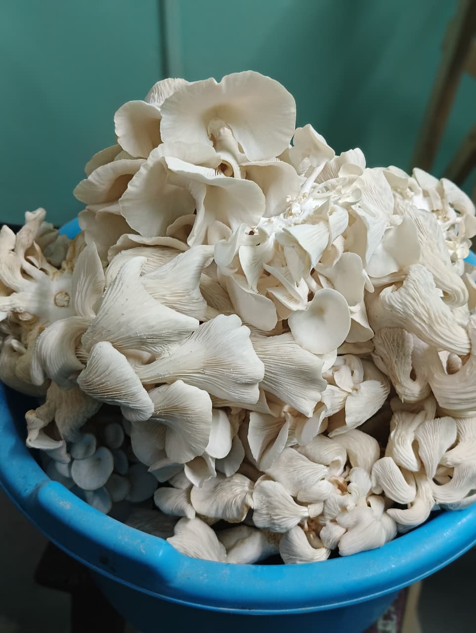 Mushroom Harvest