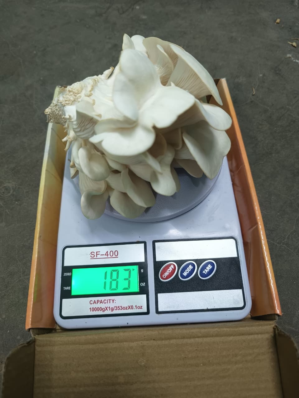 Mushroom Harvest