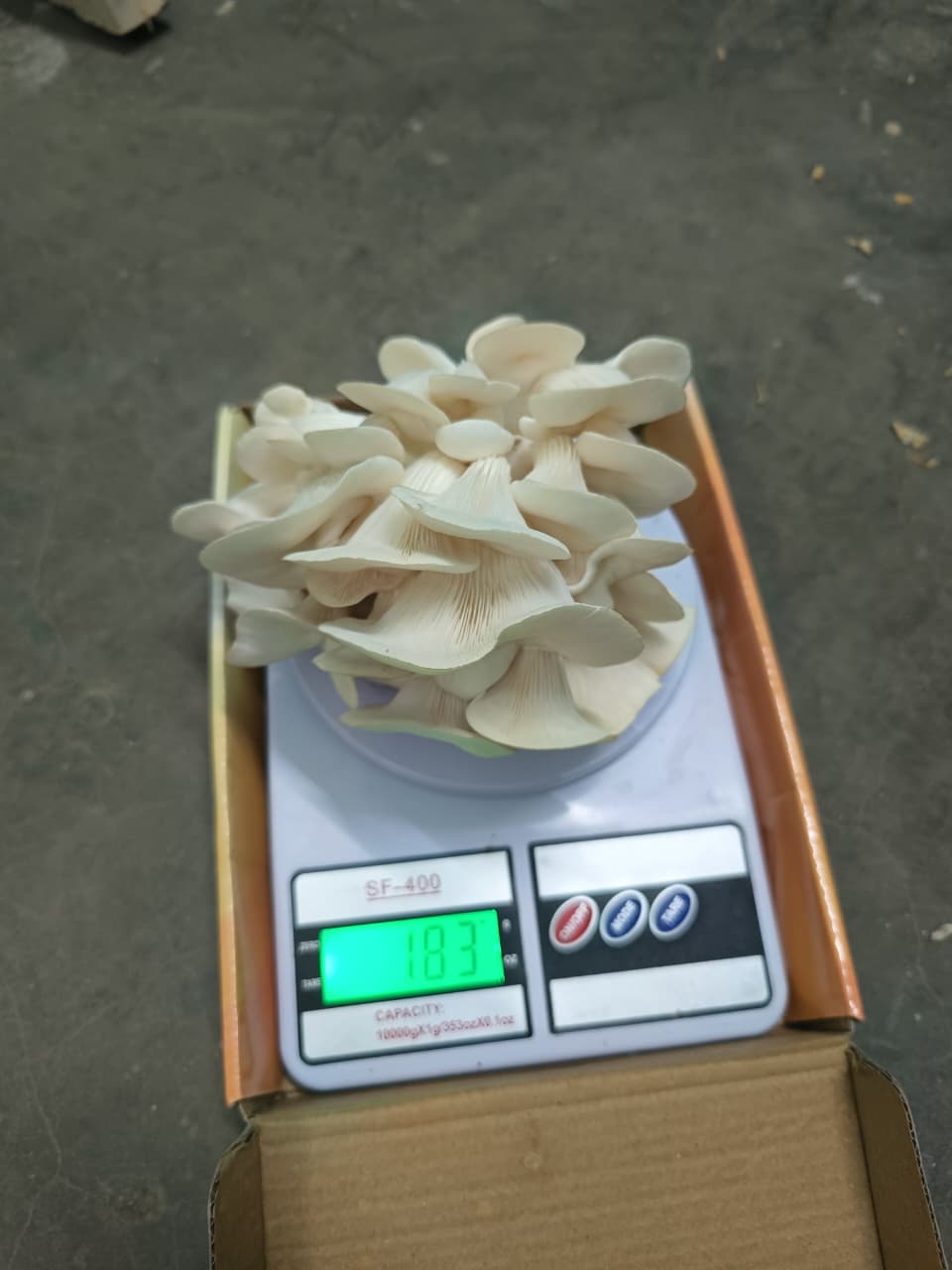 Mushroom Harvest