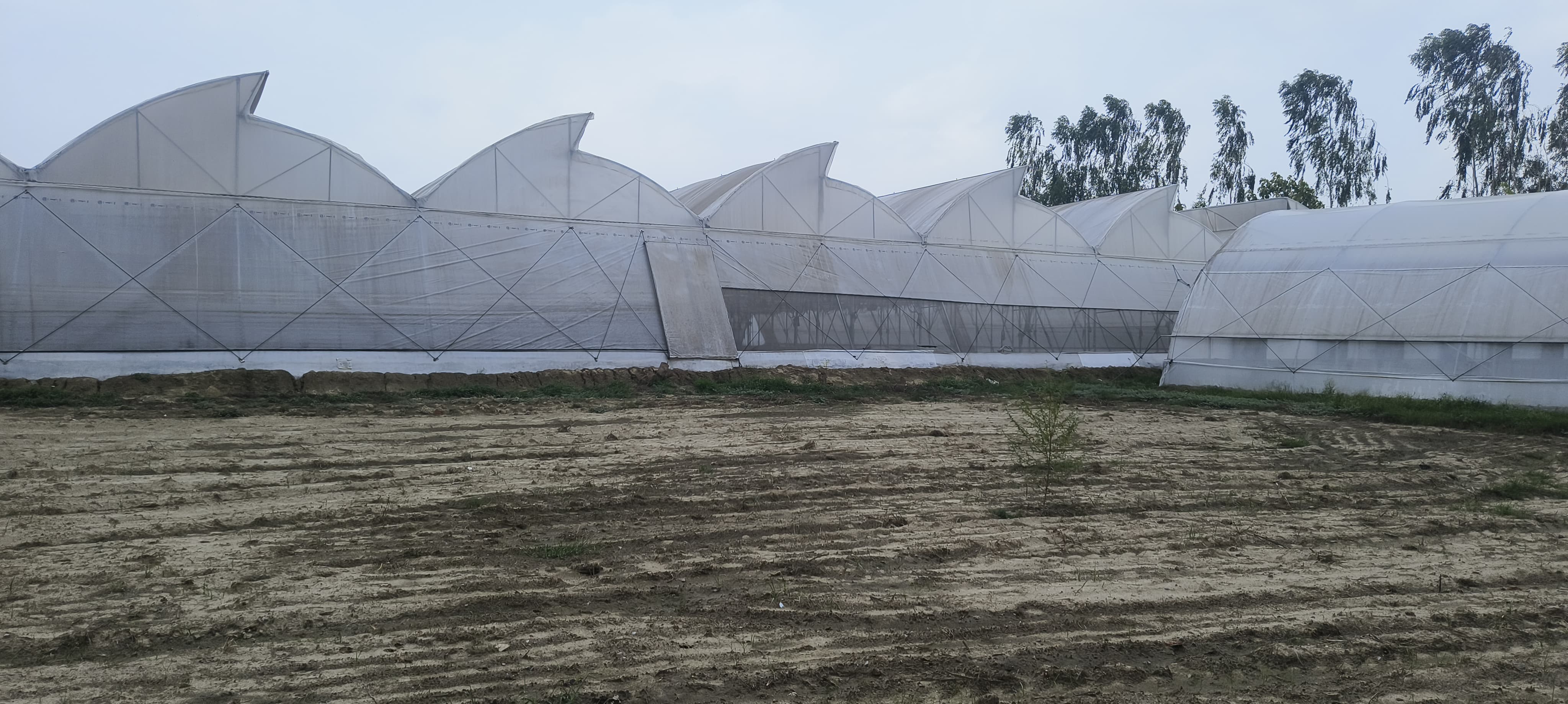 Large-Scale Polyhouse Project