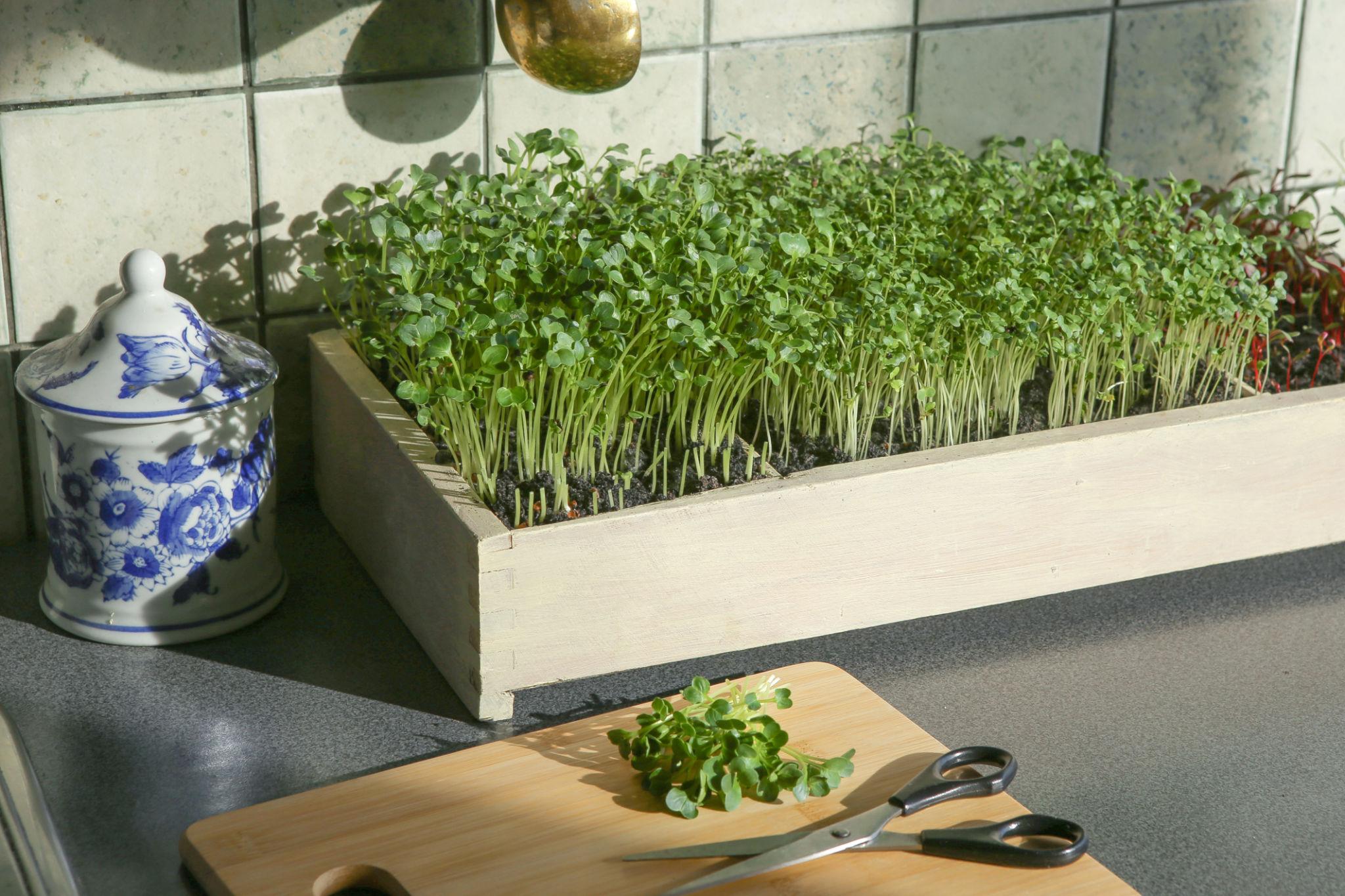 Microgreen Projects