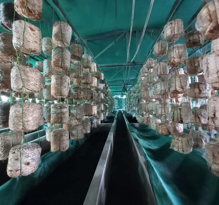 Mushroom Farming